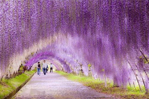庭院芳菲爭艷時 盤點花園里那些顏值爆表的花灌木